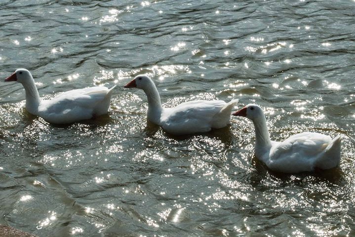 Fine-Art photo 7