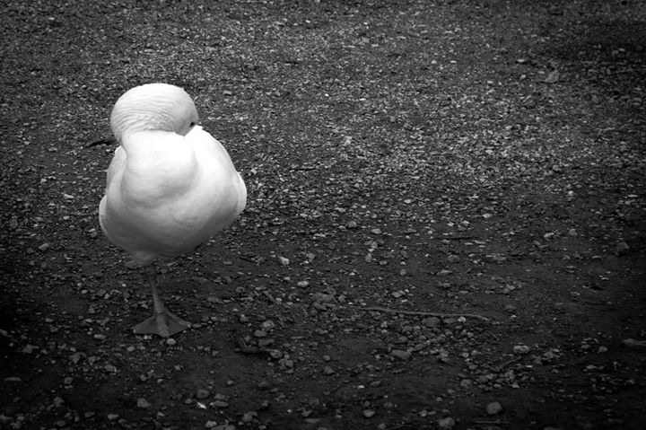 Fine-Art photo 34