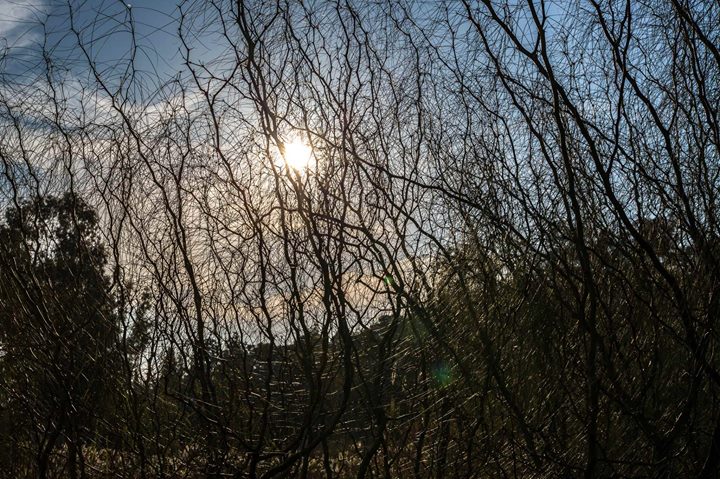 Fine-Art photo 39