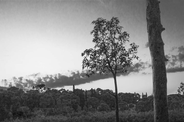 Fine-Art photo 51