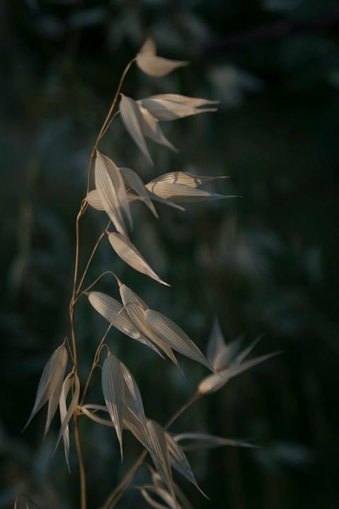 Fine-Art photo 98