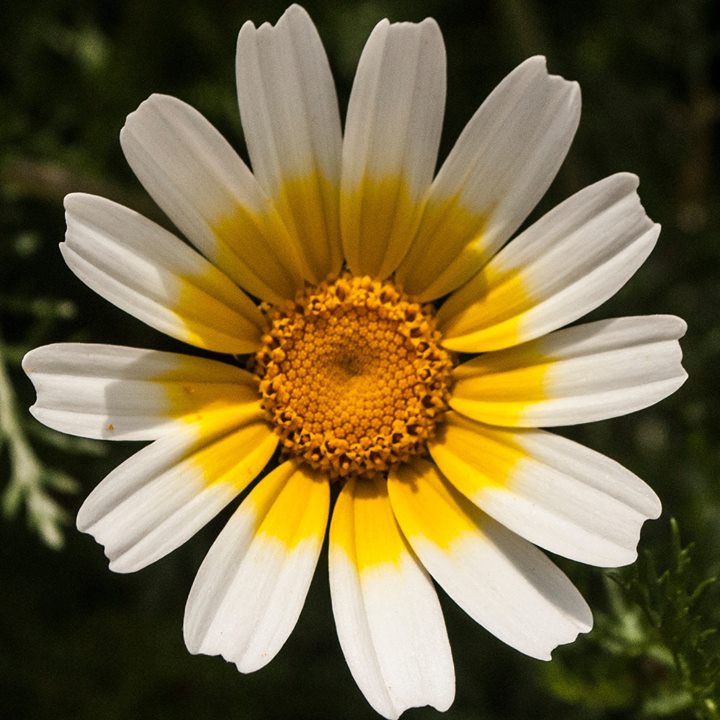 Fine-Art photo 121